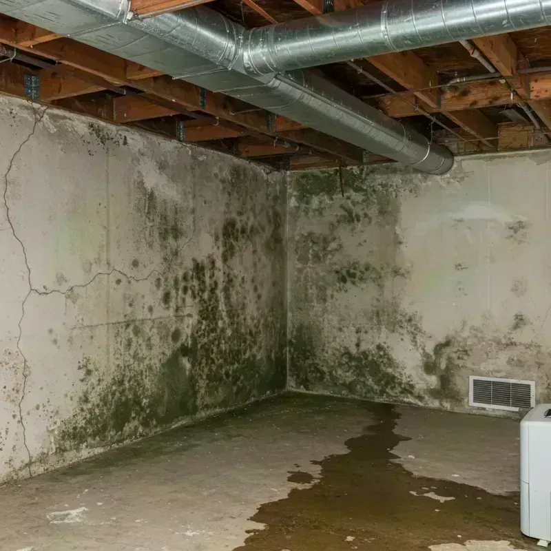 Professional Mold Removal in Rockdale, IL